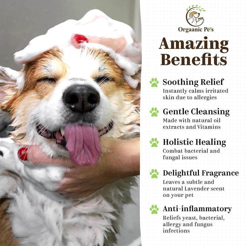 Anti-Itch Dog Shampoo: with 9 Natural Essential Oils and Ingredients - RELIEVES discomfort from Skin Allergies -Moisturizing - Anti-inflammatory - Calming - PawsPlanet Australia