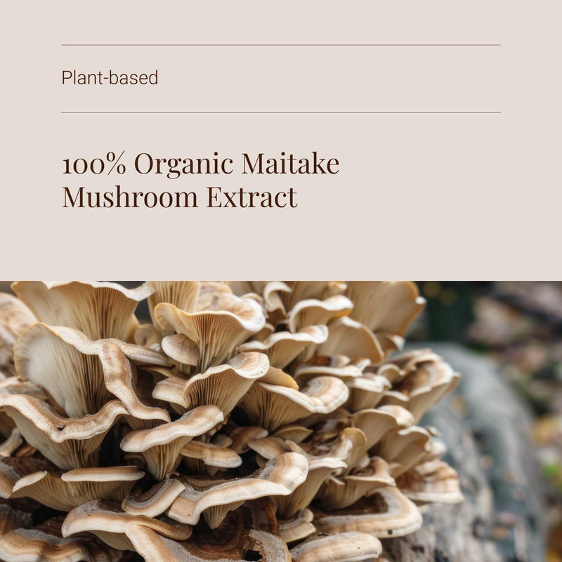 KIKI Health - Organic Maitake, Full-Spectrum Mushroom Extract - Standardised to 50% Polysaccharides - Made from 100% Fruiting Bodies - Natural Extract - 60 Veg Capsules