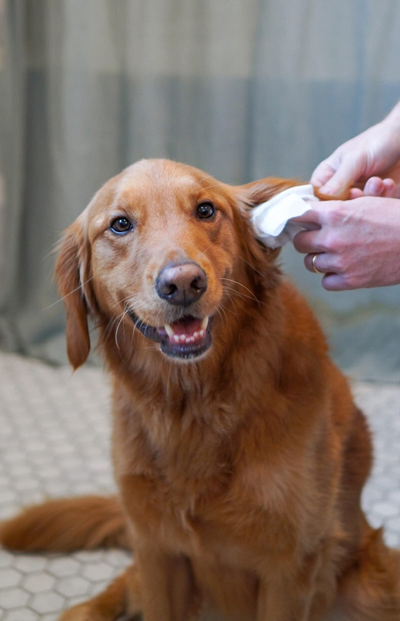 Four Paws Healthy Promise Grooming Soothing Pet Ear Cleaning Wipes, Odor Reducing & Itch Relief, 35 Count - PawsPlanet Australia