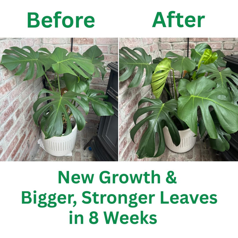 [Australia] - Silica Strength Plant Supplement ‚Äì Strengthens Stems, Supports Upright Leaves & Improves Stress Resilience | Ready-to-Use 4.5% Liquid Concentrate for Houseplants | 8 oz | Makes 96 Gallons 