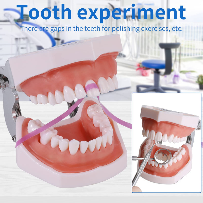 Typodont Teeth Model - Removable Tooth Teach Practice Model Teaching Study Typodont Demonstration Model Come with a Small Screwdriver 28 teeth