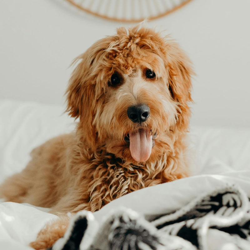 Petpost | Detangling Spray for Dogs with Knots, Mats & Tangles - Naturally Rejuvenating Dog Hair Detangler for Healthier, Shinier, Stronger Fur - Oatmeal, Aloe, and Vitamin E Formula 8 oz. - PawsPlanet Australia