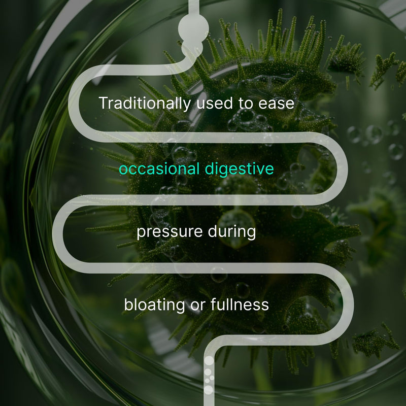 [Australia] - IBShield Tincture 100ml | 6+3=9 Herbs | Iberis Amara, Peppermint, Chamomile, Lemon Balm, Caraway, Licorice, Angelica, Celandine & Mary's Thistle | Original Herbal Formula Supports Digestive Wellness 