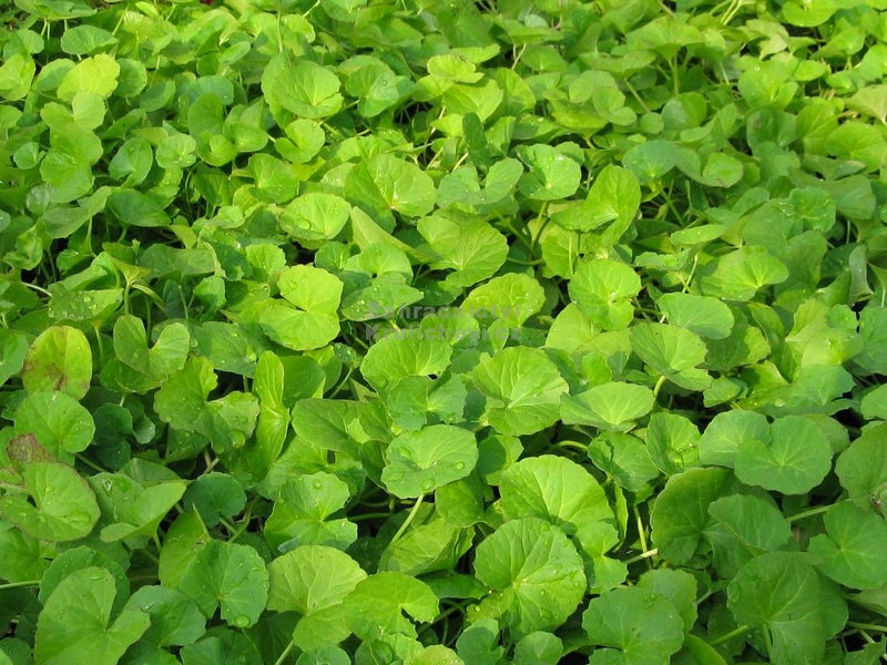 [Australia] - FOODHERBS Gotu Kola Powder | 200 g / 0.44 Lbs | Vallarai | Centella Asiatica 