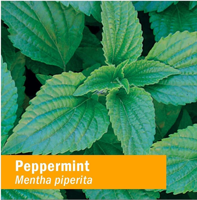 [Australia] - Herb Pharm, Peppermint Spirits Organic, 1 Fl Oz 1 Fl Oz (Pack of 1) 