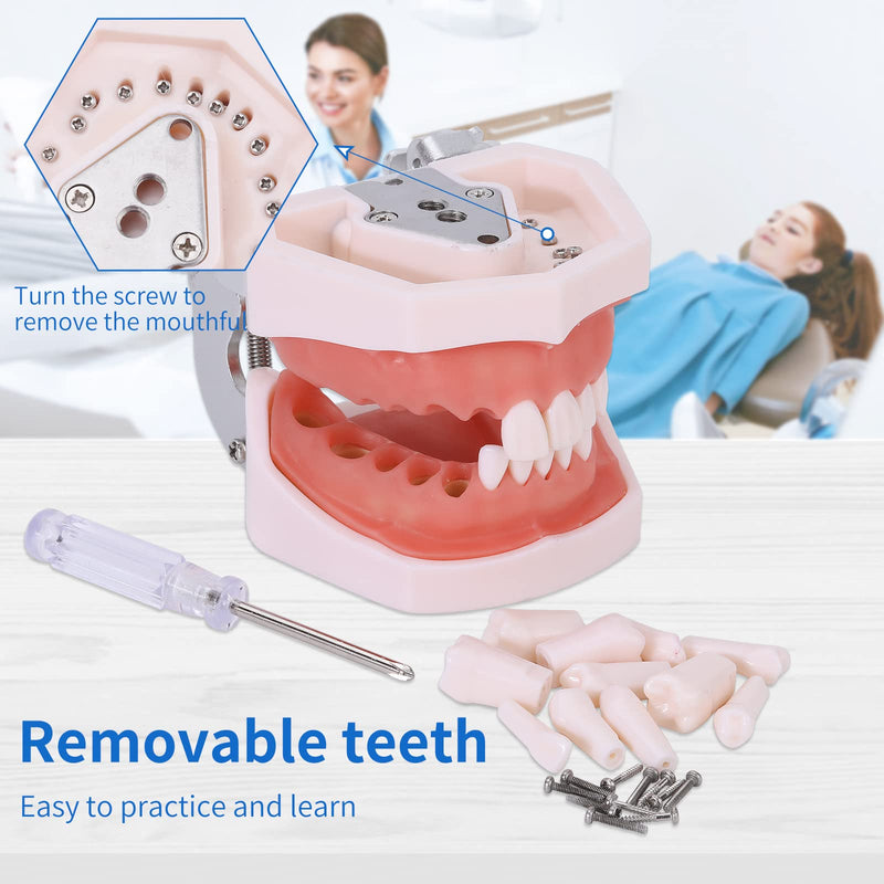 Typodont Teeth Model - Removable Tooth Teach Practice Model Teaching Study Typodont Demonstration Model Come with a Small Screwdriver 28 teeth