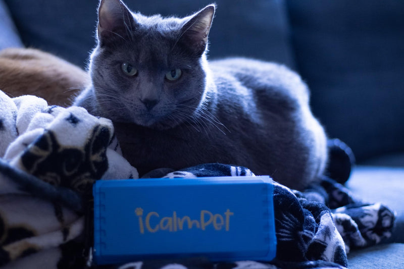 Cool Cat Gold Pak | iCalmPet Ruff 'n Ready Portable Speaker with 3-hr MicroSD Cat Calming Classical - PawsPlanet Australia