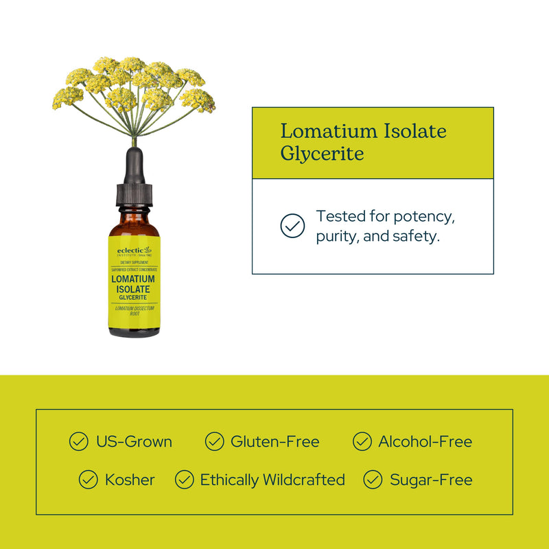Eclectic Herb - Lomatium Isolate Glycerite | Natural Herbal Supplement | Immune & Lung Support | Highly Concentrated, Alcohol-Free, Organic, Vegan, Non-GMO, Gluten Free (0.27 fl oz | 8 ml)