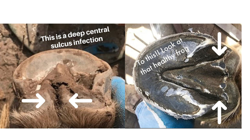 Thrush Treatment for Horses - Pure Sole Hoof Mud - Hoof Clay for Horses - A Horse Hoof Care Product for Thrush, White Line, and Hoof Wall Separation | Use Regularly for A Healthy Hoof. - 8 oz. - PawsPlanet Australia