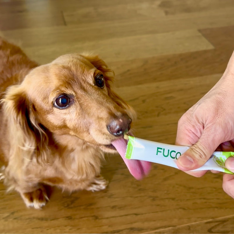 Fuco 051 Fucoidan Premium Nutritional Gel for Dogs – Digestive & Immune Support, Healthy Stool, Odor Control, Superfood Formula with Spirulina & Fucoidan (10 Pack) - PawsPlanet Australia