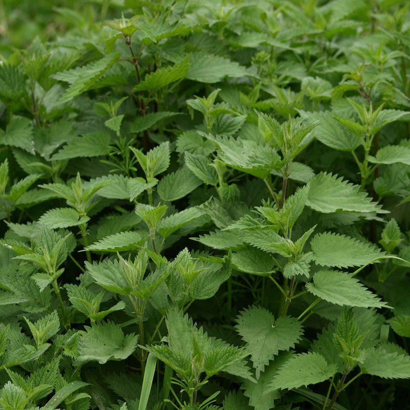 [Australia] - Nettle leaves and roots tincture 20% – 50 ml – 100% natural - NatimaVita 