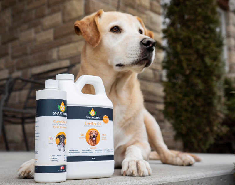 Camelina Oil for Dogs - Omega 3, 6, 9 Supplement for Healthy Skin, Shiny Coat & Flexible Joints - Dog Joint Supplement - Natural Canine Wellness - Omega 3 for Dogs (Pump Included - 64oz) 64 Ounce - PawsPlanet Australia