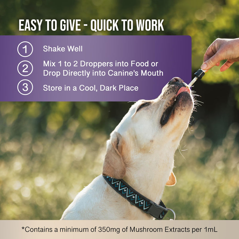 MycoDog Clarity Mushroom Extract & Adaptogen Tincture for Canines - Mushroom & Ashwagandha Supplements for Nervous, Mental, & Emotional Support - Reishi Mushroom, Cordyceps, & Lions Mane Supplement - PawsPlanet Australia