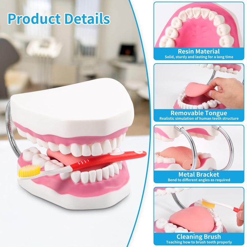 [Australia] - Annhua Large Anatonmical Teeth Model 6 Times Dental Hygiene Teeth Models, Dentist Teaching Oral Care Model with Detachable Tongue and Denture Toothbrush 6 Times Brushing Tooth Model 