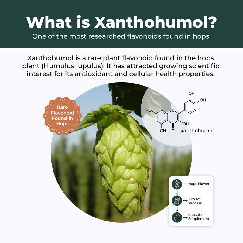 Xanthohumol 70% Hop Extract 30 Capsules - High Strength Antioxidant Supplement - Gut & Microbiome Support - Relaxation & Sleep Support - Vegan Friendly - UK Made 30 count (Pack of 1)