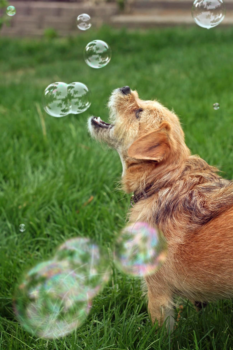 Bubbletastic Peanut Butter Scented Dog Bubbles 8 Ounce Bottle, Non Toxic, Tear Free - PawsPlanet Australia