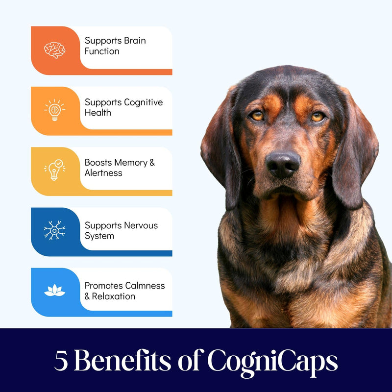 Dr. Fossum's CogniCaps Dog Cognitive Supplement – Multivitamin for Dogs Brain Health with SAM-e, Coenzyme Q10, Polygala, Curcumin – Senior Dog Supplements for Cognitive Support 30 lbs & under - PawsPlanet Australia