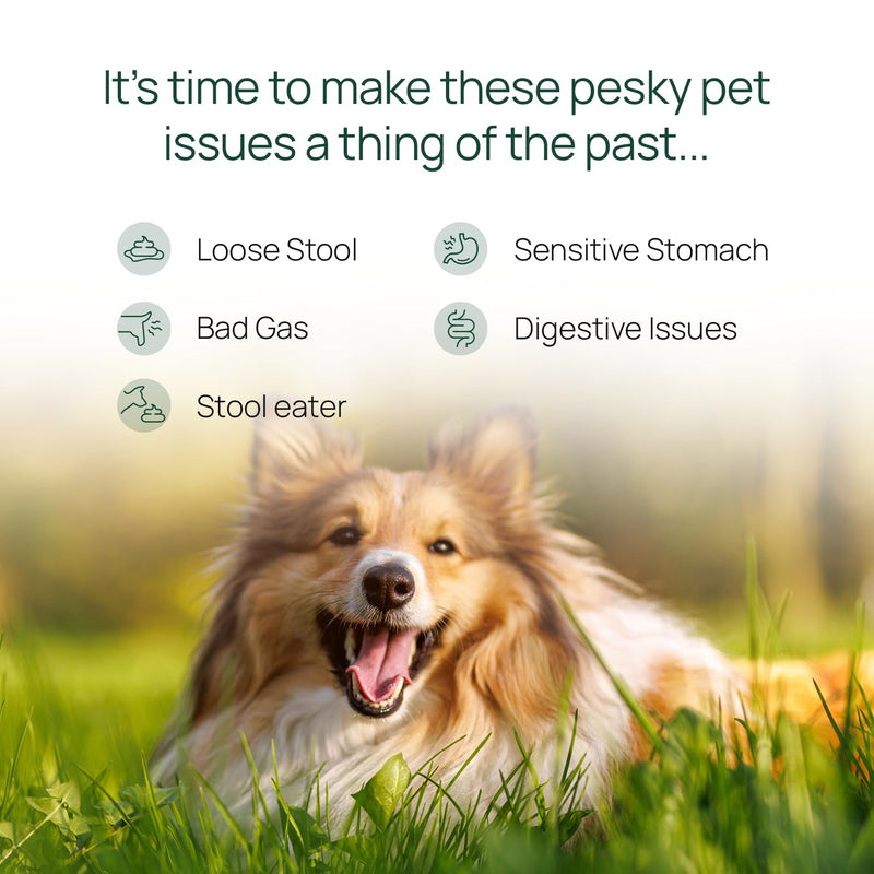 pawTree Gastro Pro Plus for Dogs and Cats - Probiotics, Prebiotics and Digestive Enzymes - for Sensitive Stomach, Digestive Issues, Loose Stool, and Bad Gas (60 ct) 60 ct - PawsPlanet Australia