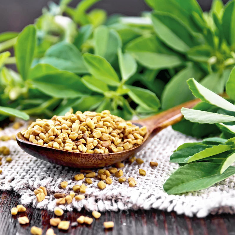 [Australia] - Fenugreek capsules ORGANIC 160 pieces each 595mg - high dosage - vegan - 100% pure without additives 