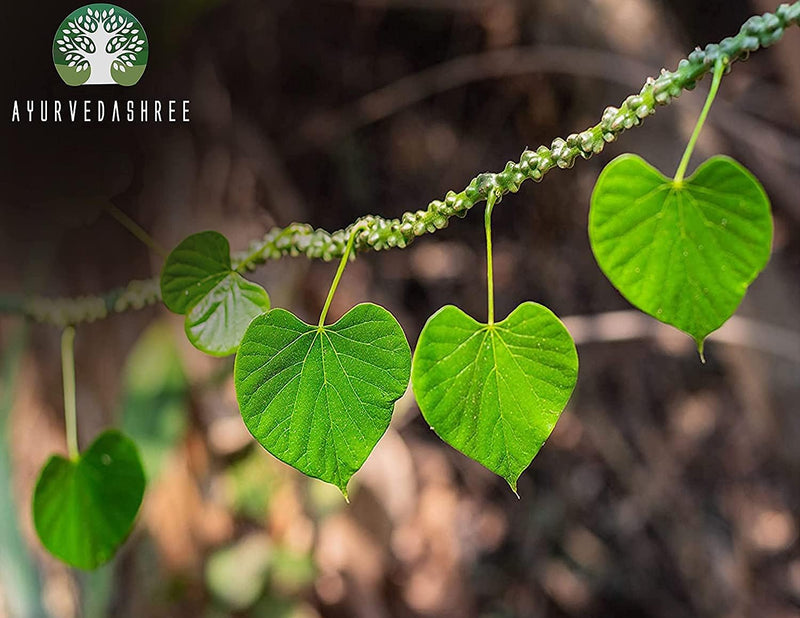 [Australia] - Guduchi Powder 100 Gm I Giloy Powder I Ayurvedic Herbal Immune Support I Supports Immune System I Tinospora Cordifolia Powder I Non GMO I Gluten Free I 100% Natural 