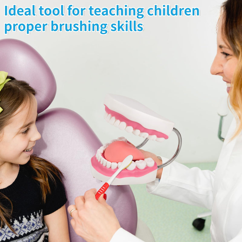 [Australia] - Annhua Large Anatonmical Teeth Model 6 Times Dental Hygiene Teeth Models, Dentist Teaching Oral Care Model with Detachable Tongue and Denture Toothbrush 6 Times Brushing Tooth Model 