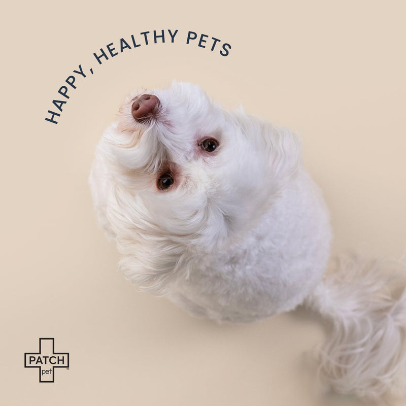 PATCH Eco Pet First Aid Kit for Dogs and Cats. Cat and Dog First Aid Kit with Bandages, Gauze Pads & Glove. Emergency First Aid Kit for Animals Including Puppy Small - PawsPlanet Australia