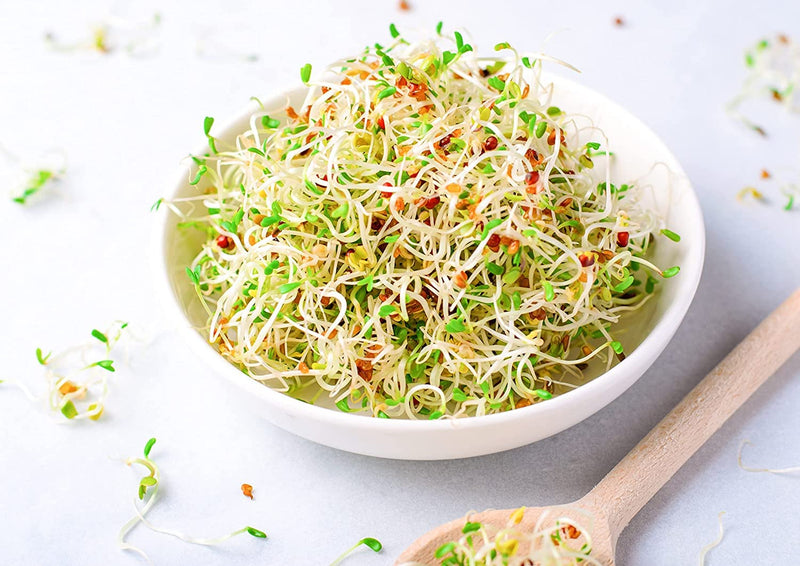 [Australia] - Food to Live Organic Alfalfa Sprouting Seeds, 1 Pound - Non-GMO, Kosher, Sproutable, Raw 1 LB 