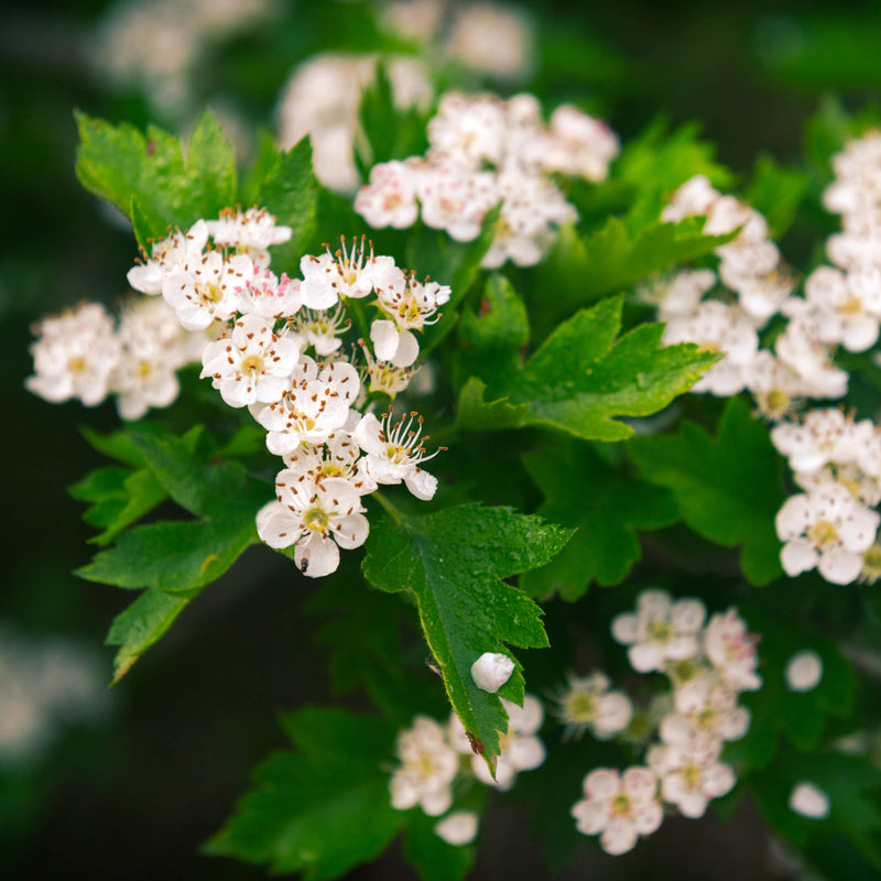 [Australia] - MagJo Naturals, Hawthorn Leaf and Flower (1 Pound), Wild-Crafted, Cut and Sifted, Dried Loose Leaf, Makes crisp cup of Hawthorn Tea, Hawthorn Leaves and Herb, Leaves Herbal Tea (Crataegus) 