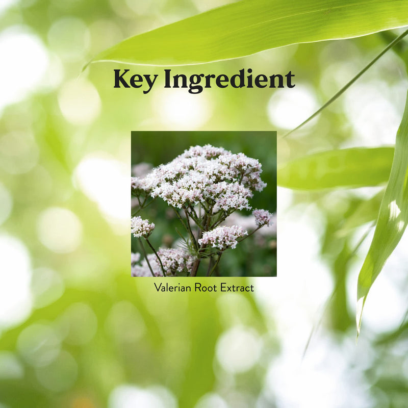 [Australia] - Nature's Sunshine Valerian Root, 100 Capsules | Herbal Supplement Promotes Relaxation, Supports Sleep, and Delivers Natural Nervous System Support 