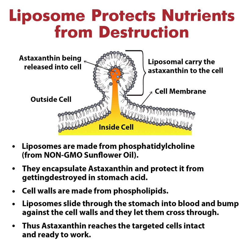 [Australia] - Liposomal Astaxanthin Supplement 24 MG, Maximum Absorption, Antioxidant Stronger Than VIT C, Non-GMO & Gluten Free - 60 Softgels(2 Months Supply) 60 Count (Pack of 1) 