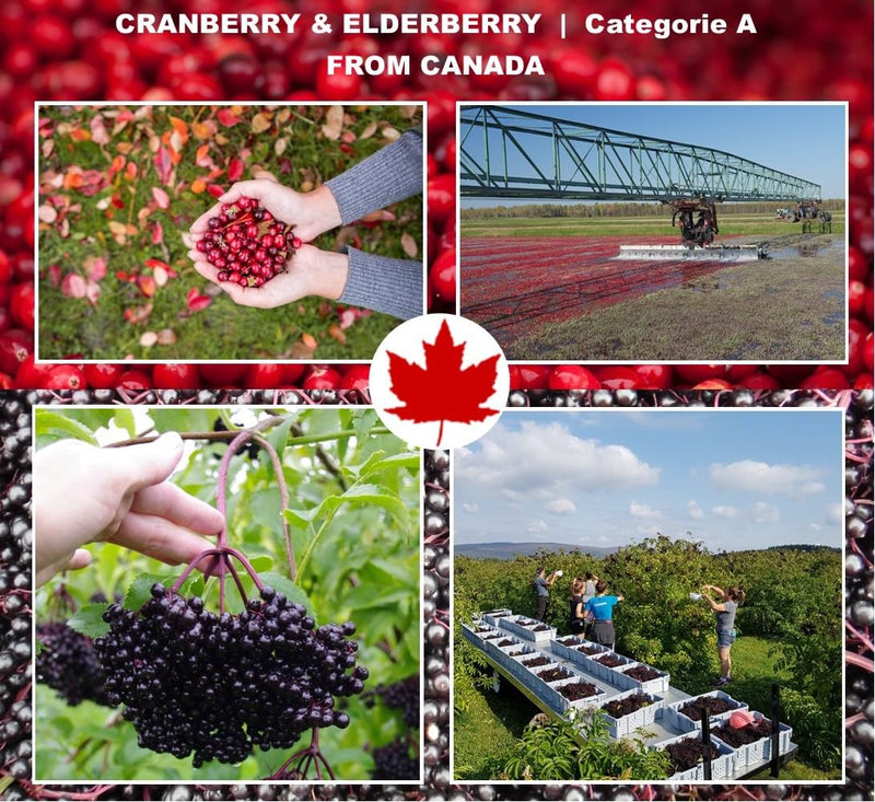 Urinary Health. Cranberry & Elderberry Concentrate. Fruits from Canada. Natural Antioxidant. Delicious Taste. 5 ml/Day 1 bottle