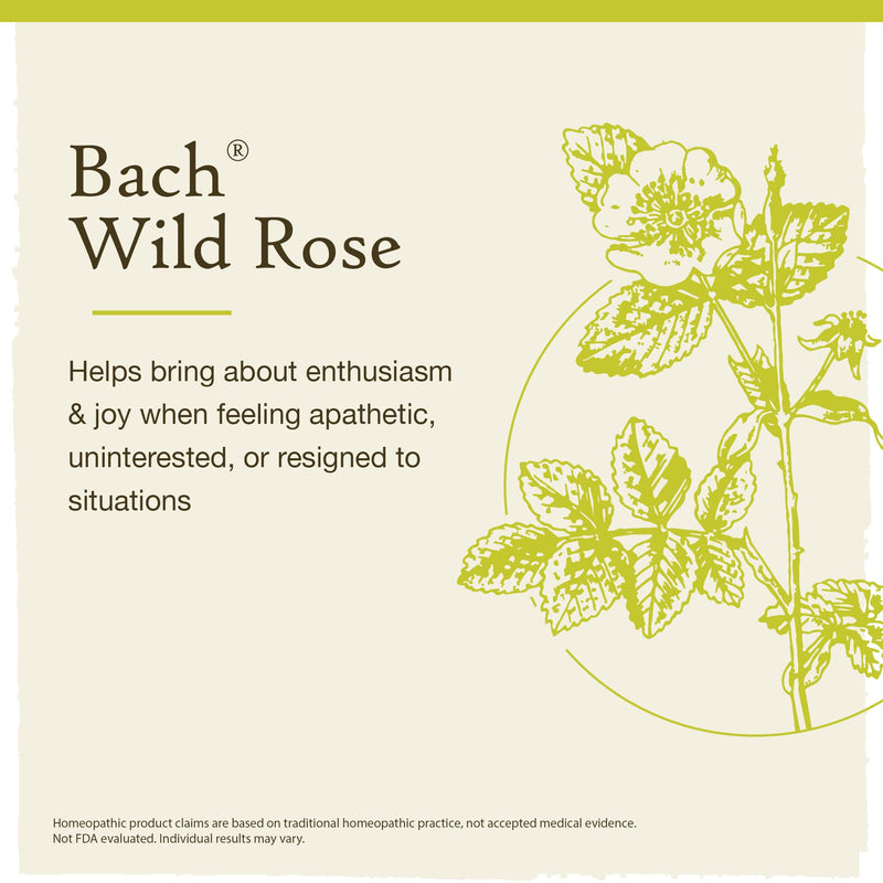 [Australia] - Bach Original Flower Remedies, Wild Rose for Enthusiasm (Non-Alcohol Formula), Natural Homeopathic Flower Essence, Holistic Wellness and Stress Relief, Vegan, 10mL Dropper 