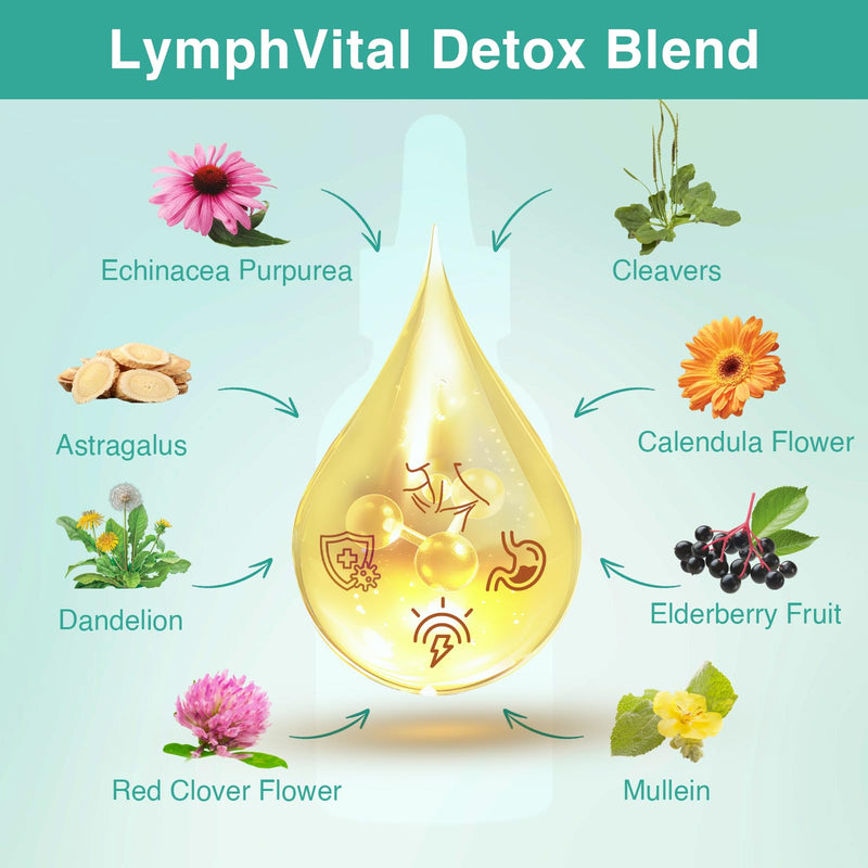 [Australia] - Liposomal Lymphatic Drainage Drops 2000mg ‚Äì Immune & Lymph System Support ‚Äì Lymphatic Detox and Cleanse with Echinacea, Red Clover, Dandelion & Cleavers ‚Äì Sugar-Free, Alcohol-Free ‚Äì 2 FL OZ 2 Fl Oz (Pack of 1) 