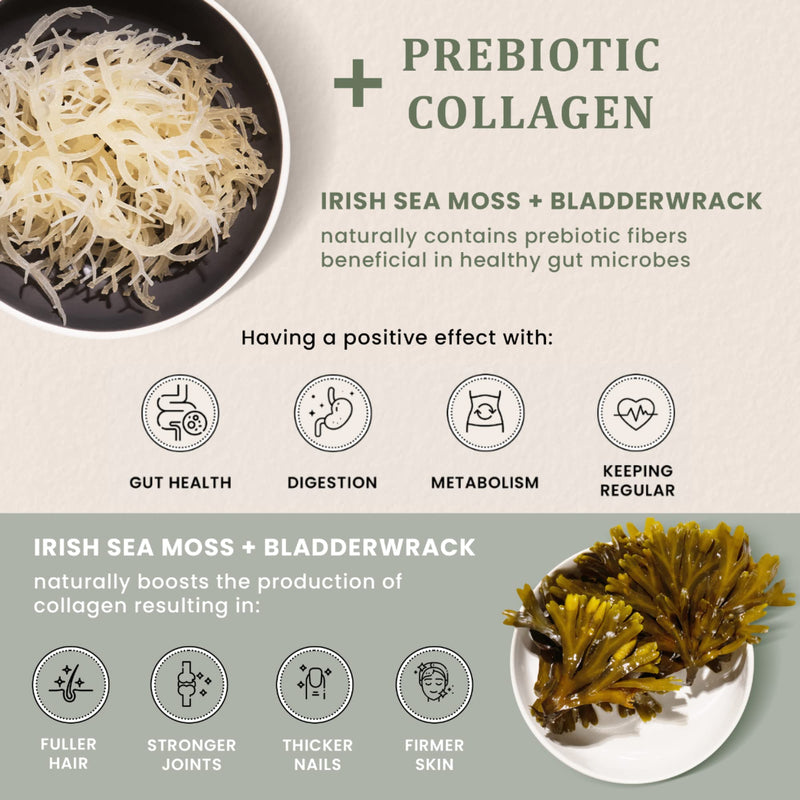 Essentials & Purple Sea Moss Bundle - Organic Sea Moss Raw Purple & Irish Sea Moss, Bladderwrack and Burdock Root Capsules