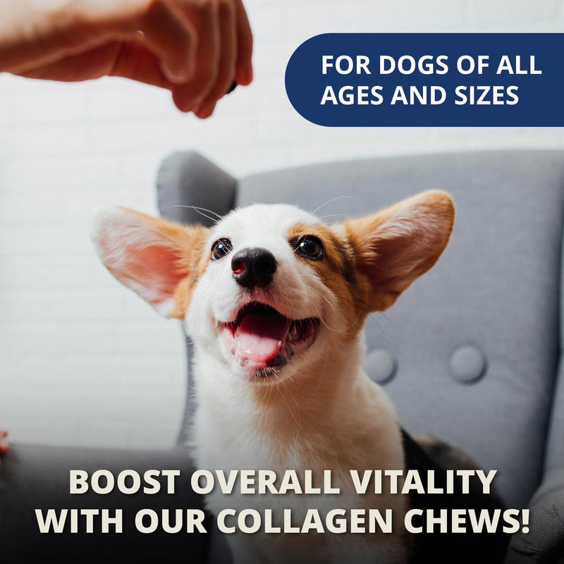 Under the Weather Collagen Chews for Dogs | Promotes Healthy Skin Coat and Stronger Hip & Joint | Improves Overall Mobility | Immunity and Anti-inflammatory Collagen for Dog Supplement | 60 Count - PawsPlanet Australia