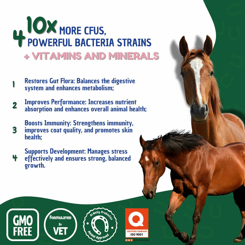Horse Probiotics, Horse Paste Pre and Probiotics- Pre and Probiotics for Horses +Vitamins &Minerals- 4 Strains and 8 Billion CFU Serving- Immune and Gastro Health Support for Equines (80cc) Horse Probiotic Pack of 1 - PawsPlanet Australia