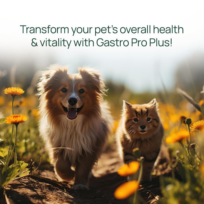 pawTree Gastro Pro Plus for Dogs and Cats - Probiotics, Prebiotics and Digestive Enzymes - for Sensitive Stomach, Digestive Issues, Loose Stool, and Bad Gas (60 ct) 60 ct - PawsPlanet Australia