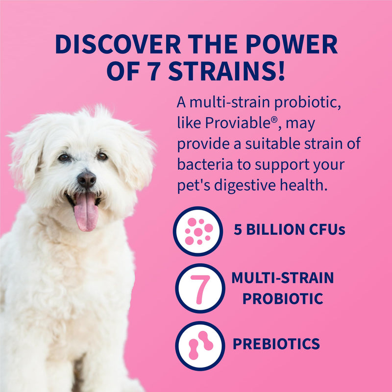 Nutramax Proviable Probiotics + Prebiotics, for Dogs & Cats, Capsules, 80ct | Probiotics and Prebiotics for Cats and Dogs, Daily Gut Health Support Supplement, Multiple Strains, Sprinkle on Food 80 Count