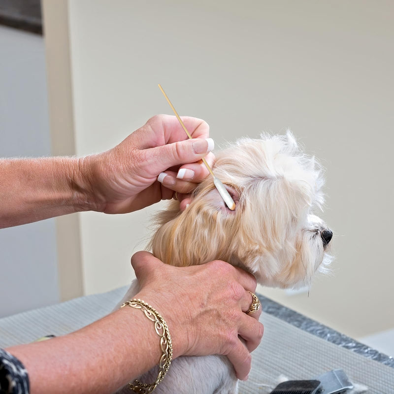 eyxformula Dog Ear Cleaning Swabs - Professional 6-inch Bamboo Sticks Long Cotton Swabs with Extra-Long Cotton Tips - Ideal Solution for Dog Ear Cleaning, Itch Relief, Ear Infection Prevention 100 pcs long head cotton swabs - PawsPlanet Australia