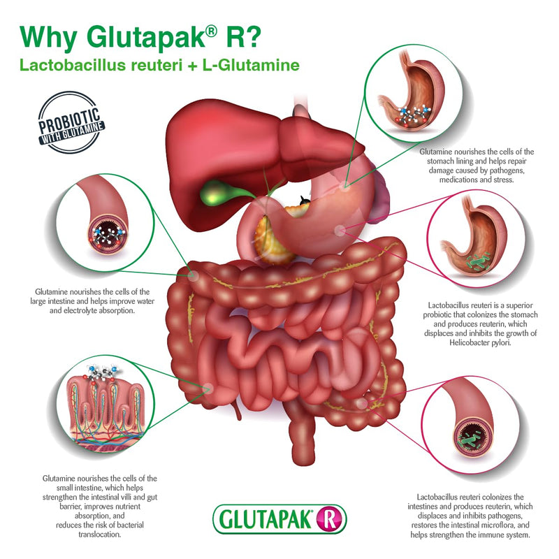 [Australia] - R Probiotics with Glutamine and Lactobacillus Reuteri, 15g per Packet - 3 Packets 15 Gram (Pack of 3) 
