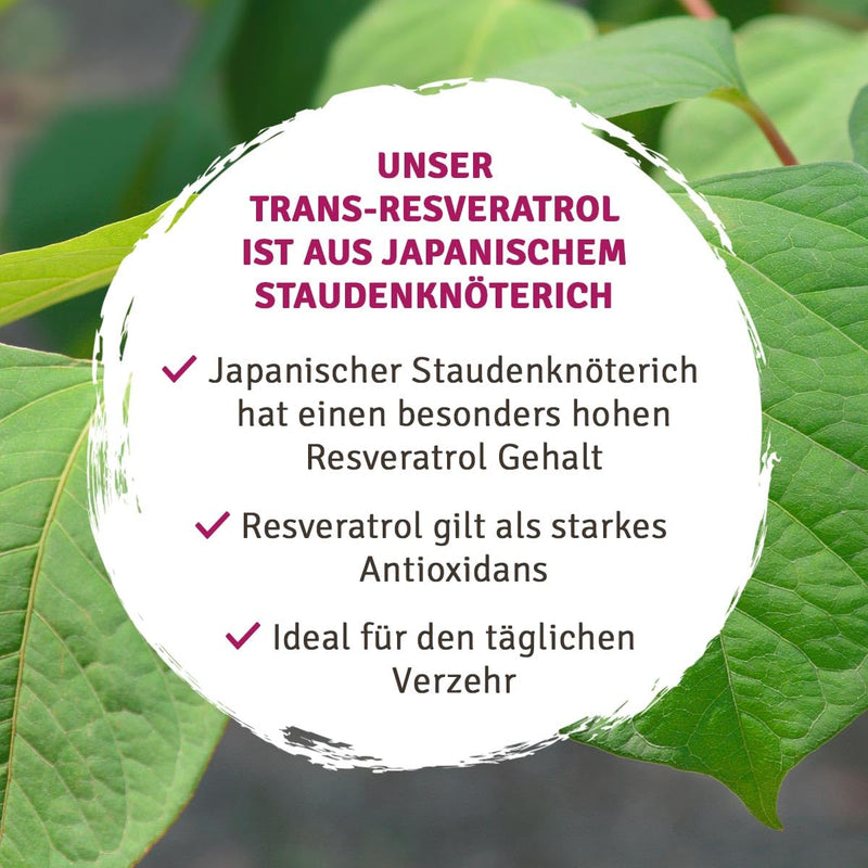 [Australia] - InnoNature® Trans-Resveratrol capsules I from Japanese knotweed I 60 capsules, 500mg, vegan without additives 