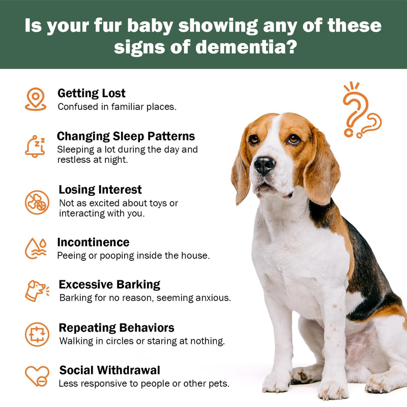 Senior Dog Supplements Dog Dementia Supplement Mushroom Powder for Dogs 120g | Cognitive Supplement for Dogs Addresses Getting Lost, Social Withdrawal | Canine Cognitive Dysfunction - PawsPlanet Australia