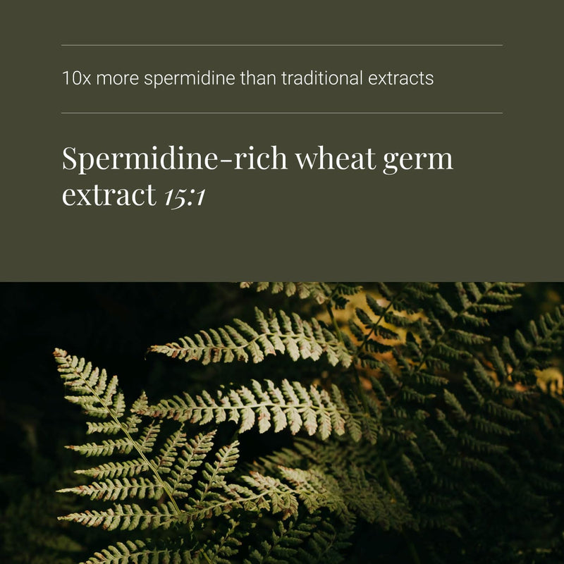 KIKI Health - Spermidine, Wheatgerm Extract - Highly Bioactive Spermidine - Supports Cellular Functions and Vital Processes - Perfect for Intermittent Fasting - 60 Vegicaps