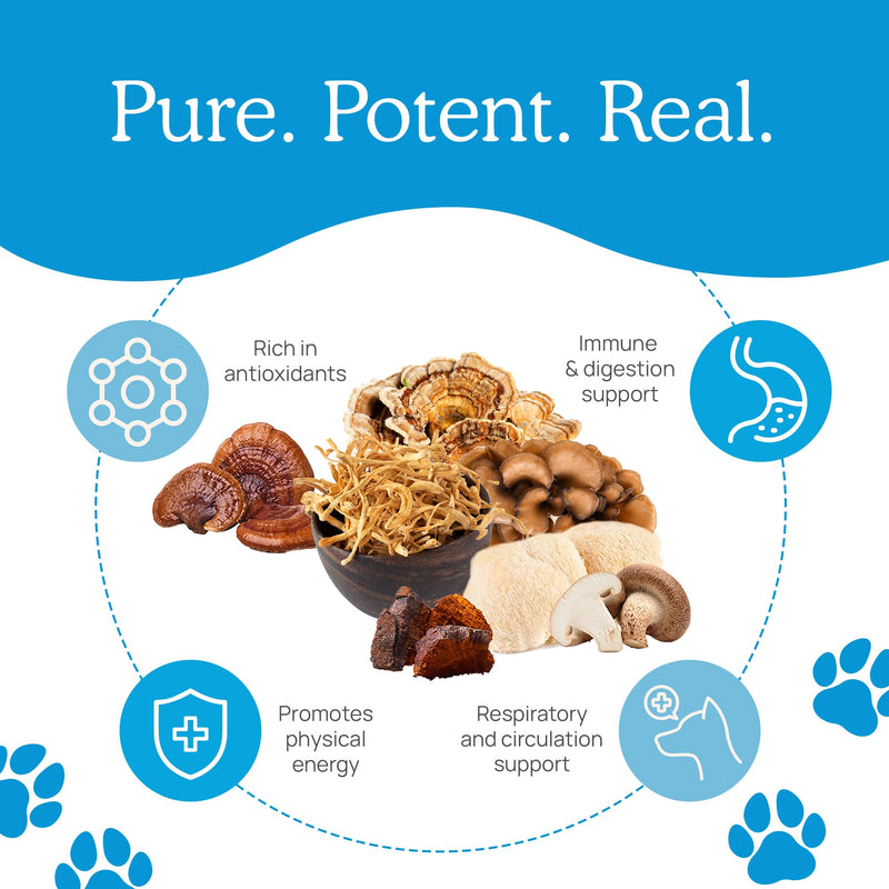 Daily Dawg Mushroom Extract Powder Support - 265 oz Bulk Supplement Dog Vitamins with Real Mushrooms Lions Mane, Cordyceps Mushroom, Turkey Tail, Reishi Shiitake - PawsPlanet Australia