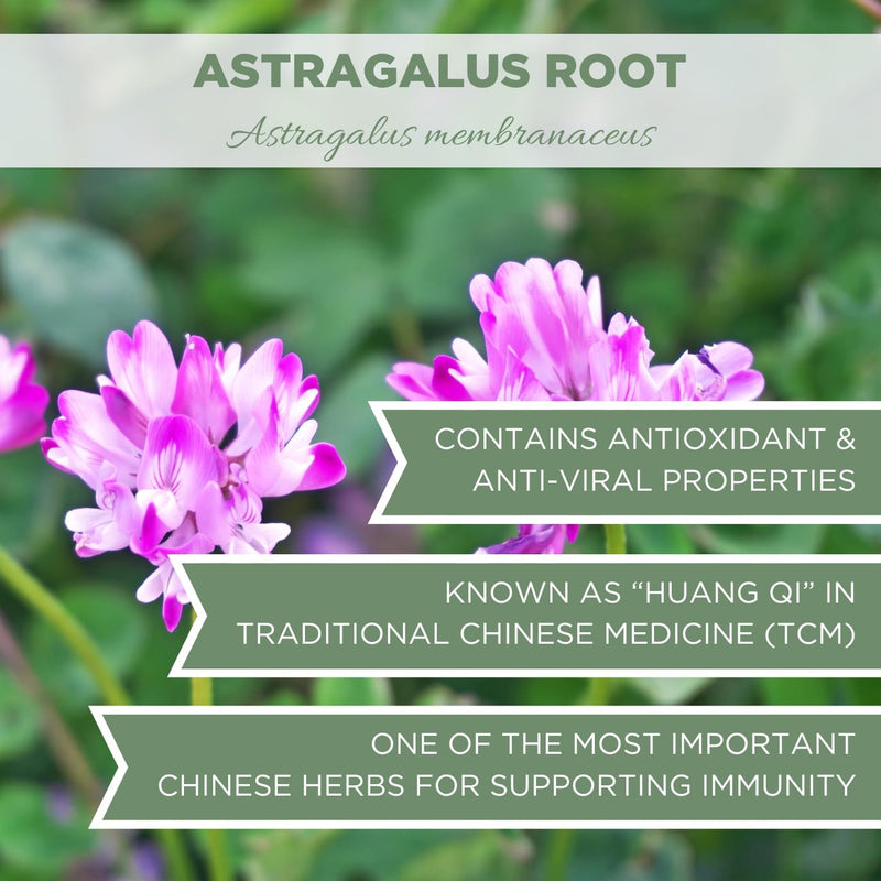 [Australia] - Organic Astragalus Root 4 oz. (113g), USDA Certified Organic Astragalus Dried Root Tea, Astragalus Root Organic, Dried Astralagus membranaceus, Huang Qi, Cut & Sifted 