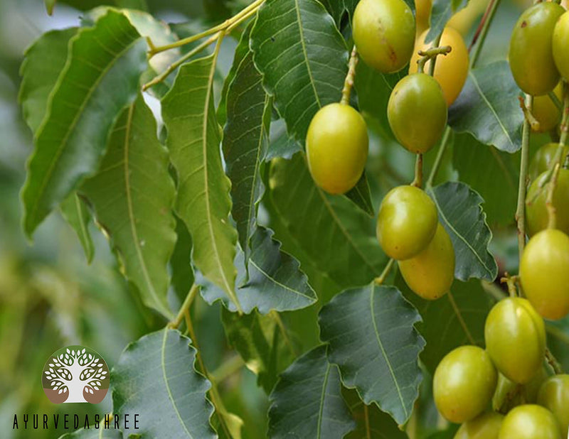 [Australia] - Neem Leaf Powder 100 Gm | Azadirachta Indica | Wild Crafted Neem Leaf Powder | Very Bitter Neem Supplement for Skin Hair and Detox | Non GMO, Gluten Free, Vegan 