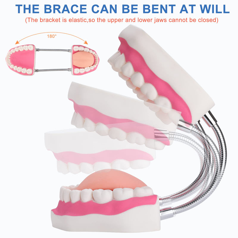 [Australia] - Tooth Brushing Model - 6 Time Tongue Teeth Model Mouth Model for Speech Therapy Kids Dental Care Teaching Demonstration Model 