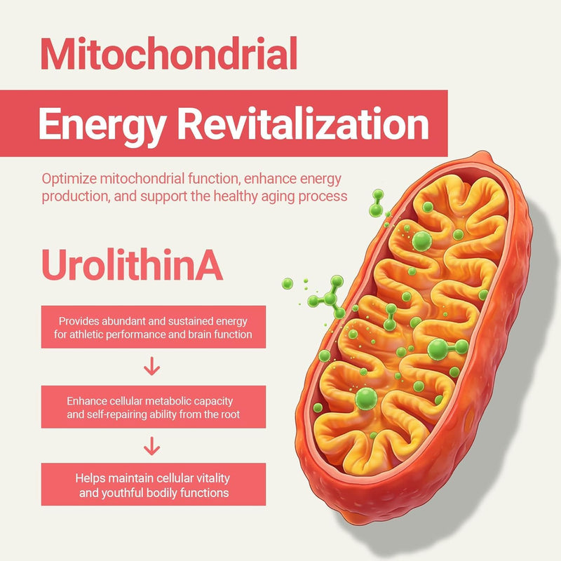 Urolithin A Supplement with NAD+, High Potency Longevity Formula, Mitochondrial Support for Healthy Aging, Energy & Muscle Strength, 120 Capsules - 2 Month Supply