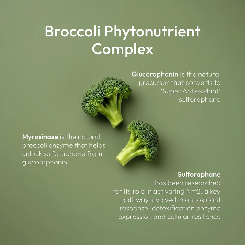 760mg Broccoli Extract – 64mg Glucoraphanin, Sulforaphane & Myrosinase – Full-Spectrum – Long-Lasting Antioxidant Properties – SanBroc® – Stomach Acid-Resistant – Vegan Supplement (60 Capsules)