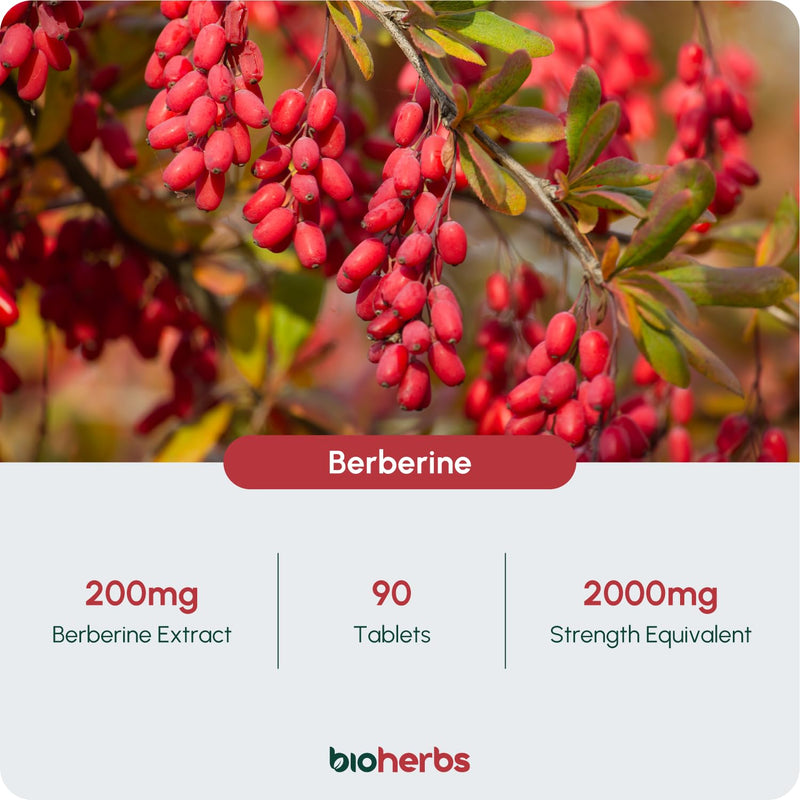 Berberine HCL Supplement High Strength - 2000mg 99% HCL by BioHerbs | 90 One-Per-Day Capsules (3-Month Supply) 90 count (Pack of 1)